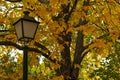 Detail shot of old lamppost and yellow trees in the botanical garden of Madrid, Spain, Europe. Royalty Free Stock Photo