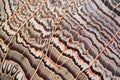 detail shot of painted lady butterfly wing - orange, black, white pattern Royalty Free Stock Photo