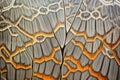 detail shot of painted lady butterfly wing - orange, black, white pattern Royalty Free Stock Photo