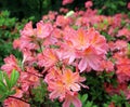 Pink azalea bush in full bloom Royalty Free Stock Photo