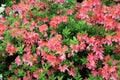 Pink azalea bush in full bloom Royalty Free Stock Photo