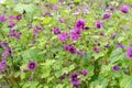 Detail shot of purple flowering mallow plants