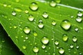 detail shot of raindrops on a citrus leaf