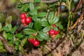 Detail shot of ripe red cranberries on the bush