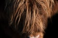 Detail shot of a Scottish highland cattle. You can see the brown forehead with lots of long hair emerging from the darkness Royalty Free Stock Photo