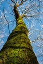 Detail shot of a tree trunk with moss and sun rays with blue sky in the background.