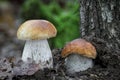 Detail shot of two amazing cep mushrooms Royalty Free Stock Photo