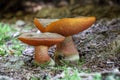 Detail shot of two amazing scarletina boletes in spruce forest Royalty Free Stock Photo