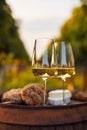 Two glasses of white wine on an old barrel in the vineyard Royalty Free Stock Photo