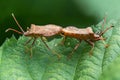 Detail shot of two sting bugs mating on a leaf Royalty Free Stock Photo
