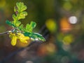 Detail shot of Valley Oak leaves in fall