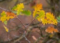 Detail shot of Valley Oak leaves in fall