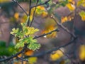 Detail shot of Valley Oak leaves in fall.