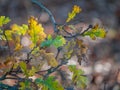 Detail shot of Valley Oak Quercus lobata leaves in autumn