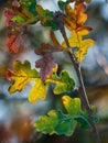 Detail shot of Valley Oak Quercus lobata leaves in fall