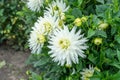 Detail shot of white blooming dahlias