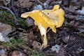 Detail shot of a yellow chanterelle mushroom with snail Royalty Free Stock Photo