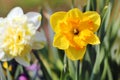 Daffodils in Bloom