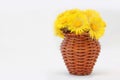 Coltsfoot Tussilago farfara flowers bouquet in wicker vase Royalty Free Stock Photo