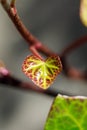 Detail shot of a young heart-shaped ivy leaf Royalty Free Stock Photo