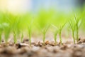 detail shot of young rye seedlings Royalty Free Stock Photo