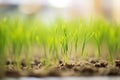 detail shot of young rye seedlings Royalty Free Stock Photo