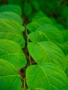 Detail shots of the green leaves of Reynoutria japonica