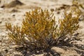 Kgalagadi transfrontier park, South Africa