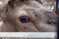 Detail of a shy deer look Royalty Free Stock Photo