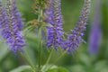 Sibirian veronicastrum flowers Veronicastrum sibiricum