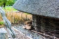 Detail of side of replica viking house at Botanic Gardens