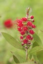 Detail of silk tree red flowers blooming Royalty Free Stock Photo