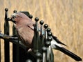 Singing blue jay is sitting on fence. Royalty Free Stock Photo