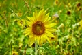 Detail of single sunflower with honeybee surrounded by field of sunflowers