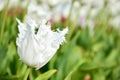 Detail of a single white tulip Royalty Free Stock Photo