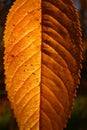 Detail of single yellow autumn leaf of winter-flowering cherry tree, also called spring cherry, Higan cherry or Rosebud cherry. Royalty Free Stock Photo