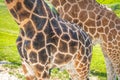 Detail of the skin on an African giraffe