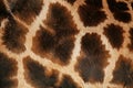 Detail of the skin on an African giraffe Royalty Free Stock Photo