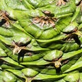 Bunya Pine Cone Royalty Free Stock Photo