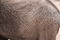 Texture elephant