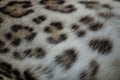 Detail of the skin, hair and spots of an Asian leopard Royalty Free Stock Photo