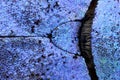 Detail on the skin of a Hoplia coerulea. Species of beetle Royalty Free Stock Photo