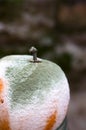 Close up of an orange that is infected with green mold  Penicillium digitatum Royalty Free Stock Photo