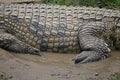 CLOSE VIEW OF SIDE OF NILE CROCODILE LYING IN PUDDLE OF WATER Royalty Free Stock Photo