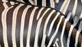 Detail of the skin of a zebra. Royalty Free Stock Photo