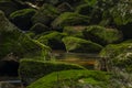 Detail of Skrivan creek in Krusne mountains in summer nice sunny day Royalty Free Stock Photo