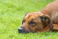 Detail of sleeping brown dog on green grass Royalty Free Stock Photo
