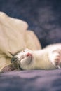 Detail of sleeping white kitten with tabby spots on head Royalty Free Stock Photo