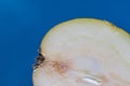 Detail on a Slice Pear on a Blue Background Royalty Free Stock Photo