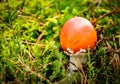 Detail of small Amanita muscaria mushroom